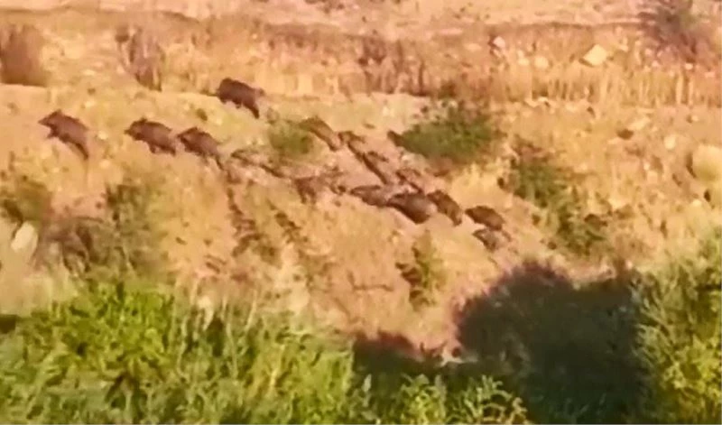 Elazığ’da domuz sürüsünün kaçış anı görüntülendi
