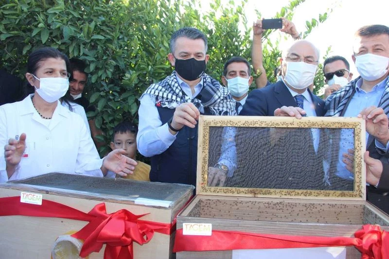 Akdeniz meyve sineğine karşı kısır böcek salımı
