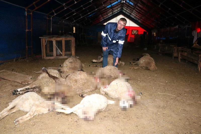 Devlet destekli koyunlar kurtlara yem oldu
