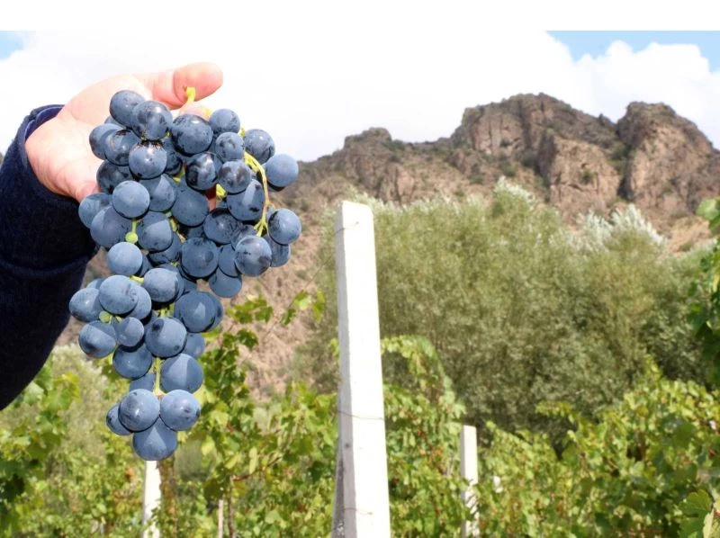 Karanlık dere üzümleri artık telli terbiye sistemiyle üretilecek
