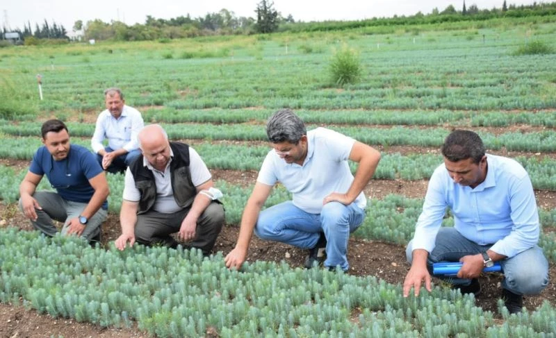 Geleceğin ağaçları yetiştiriliyor
