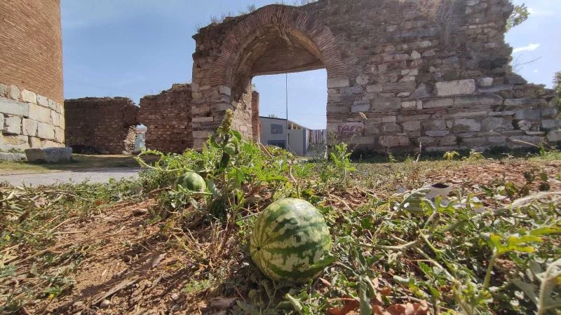 (Özel) 2 bin yıllık surların içinden çıktı, kimse koparmaya kıyamadı
