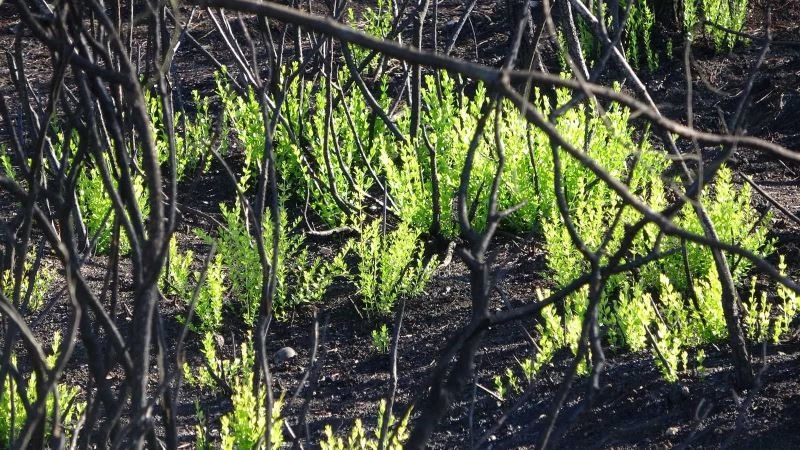 Felaketin rengi siyah, yağışlarının ardından yerini yeşile bırakıyor
