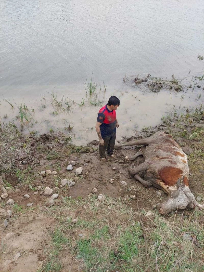 Bataklığa saplanan ineği itfaiye ekipleri kurtardı
