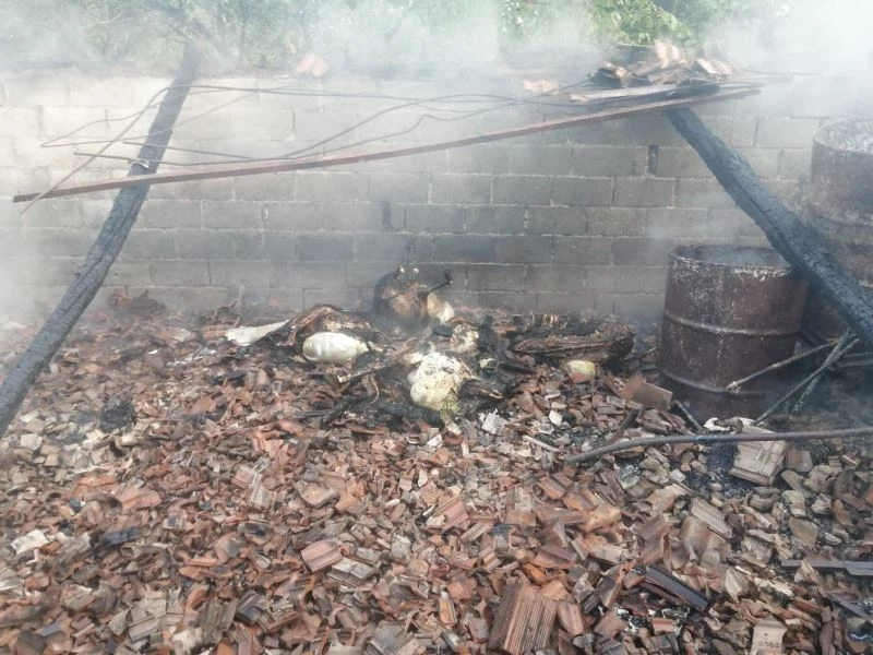 Erdek’te yanan ağılda 14 koyun telef oldu
