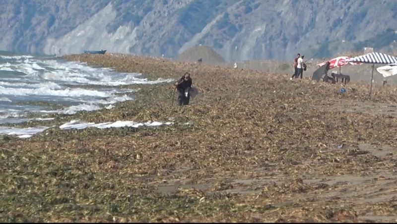 Samandağ sahilini kaplayan su canavarları için temizlik çalışması başlatıldı
