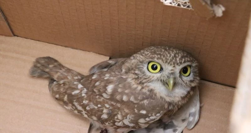 Kukumav kuşu doğaya salındı
