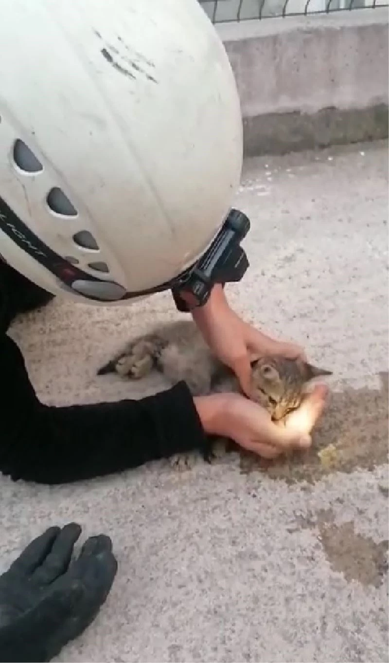 Kalbi duran kediyi hayata döndürmek için zamanla yarıştı
