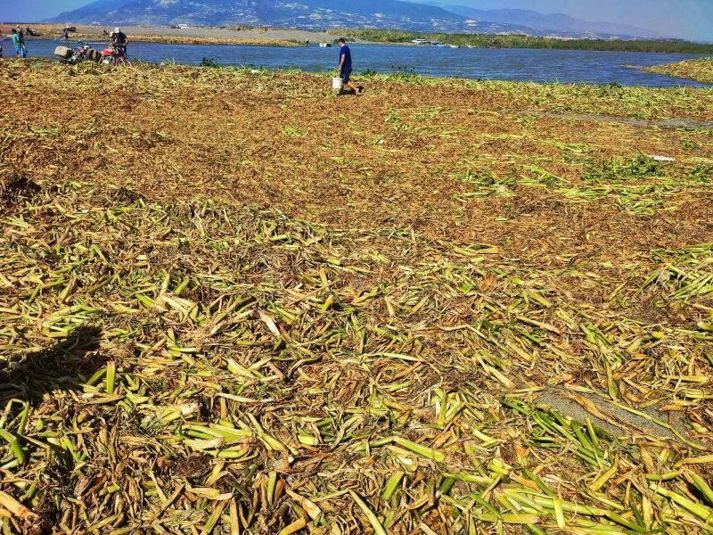 Petrol atıklarının ardından şimdi de ‘su canavarı’ alarmı
