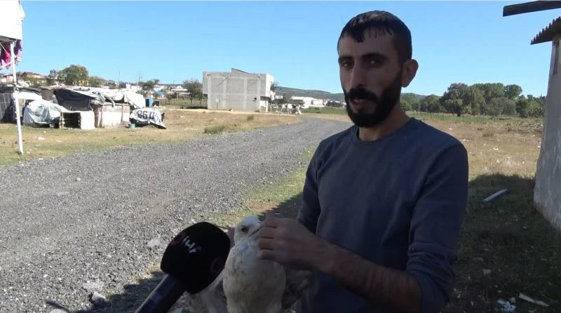 (Özel) Böyle vicdansızlık görülmedi, martının ayaklarını kesip doğaya saldılar
