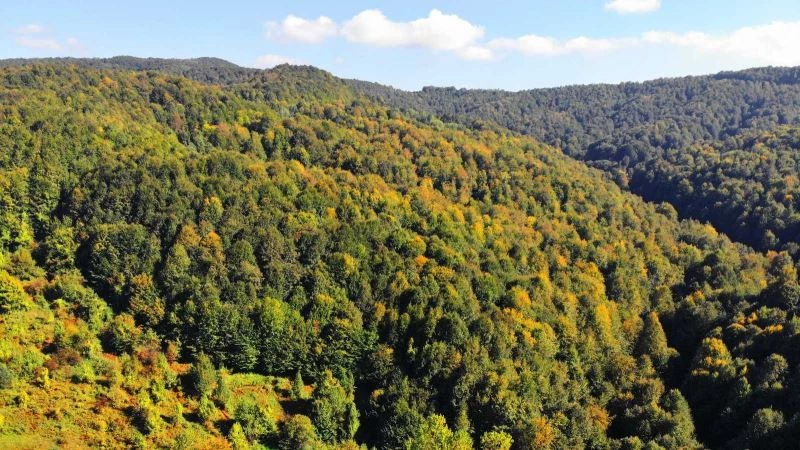 Zonguldak ormanları sonbaharı karşılıyor
