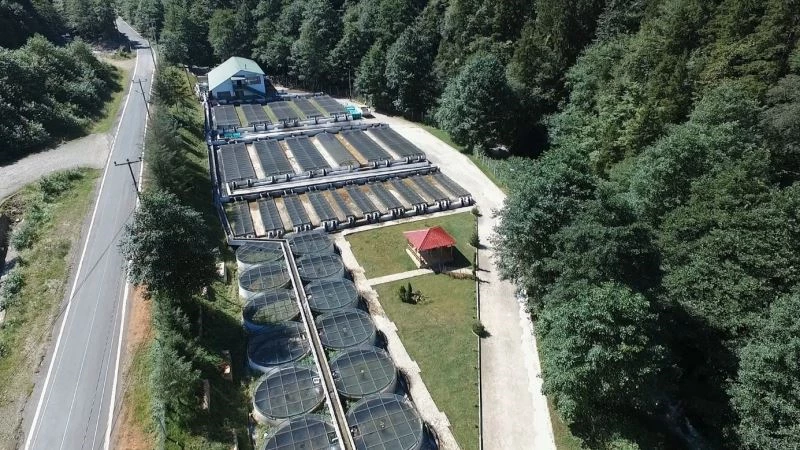 Burada yetiştirilen milyonlarca alabalıklar, Türkiye’nin farklı yerlerindeki orman içi sulara bırakılıyor
