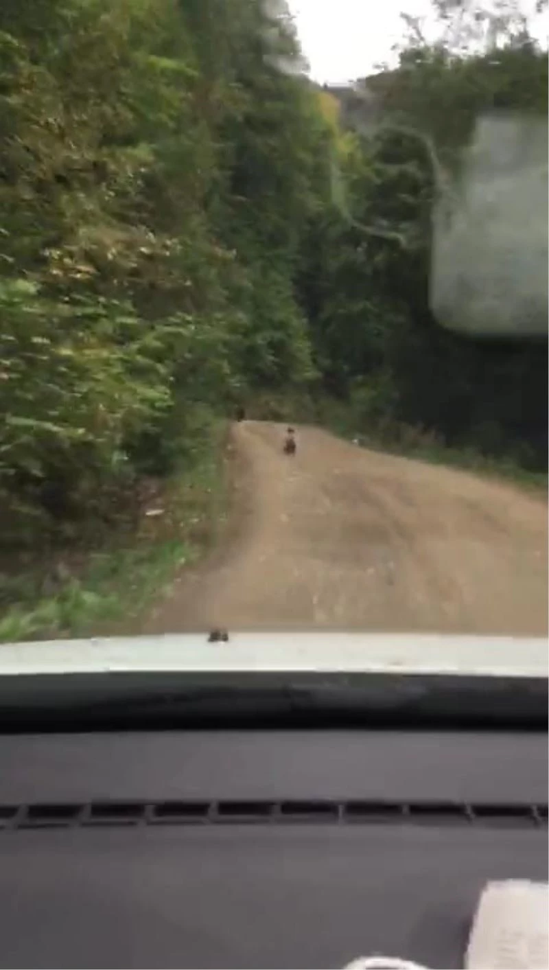 Önlerine çıkan anne ve yavru ayıyı ormana sürdüler
