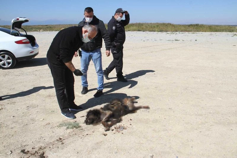 Sosyal medyada yakıldığı iddia edilen köpeğe araba çarpmış
