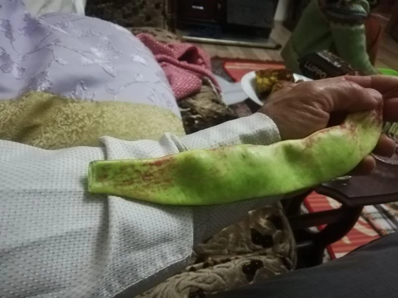 2 bin metrede 29 santimetre uzunluğunda fasulye yetişti
