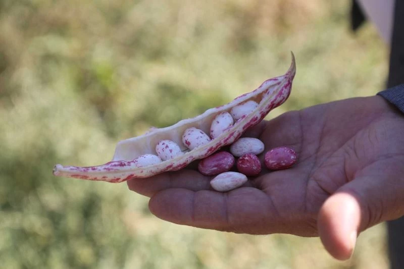 ‘Atmaca’ barbunya çeşidi Eskişehir’i sevdi
