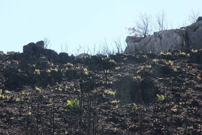 Bodrum’da kül olan ormanlar yeniden yeşeriyor
