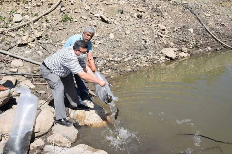 20 bin aynalı sazan gölete bırakıldı

