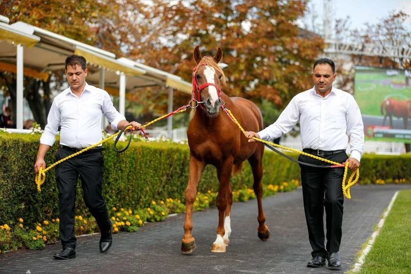 ‘Cengaver’ 680 bin TL’ye alıcı buldu
