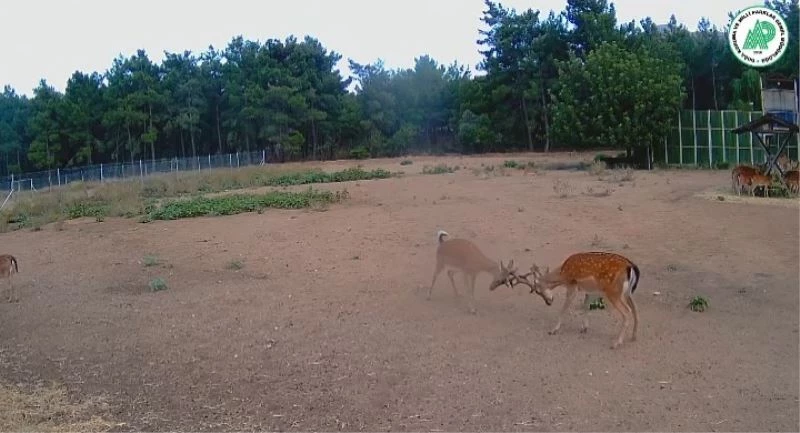 Alageyiklerin kavgası foto kapana yakalandı
