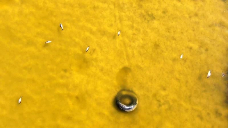 Suyun rengi sarıya döndü, onlarca balık öldü
