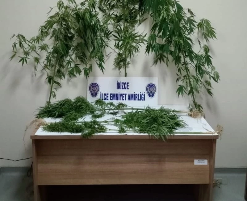 Devlet arazisine Hint keneviri dikti
