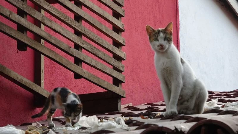 Uyanık kedi iyi yere dükkân açtı
