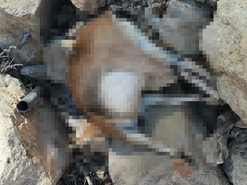 Avlanması yasak olan yaban keçisi vurulmuş halde bulundu
