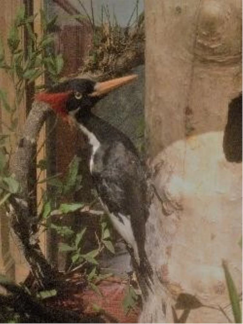 Dünya ölüyor: ABD