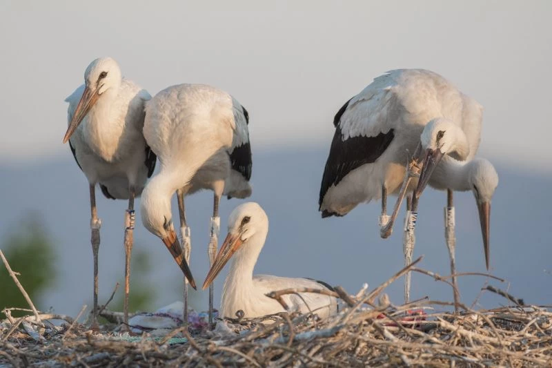 Uydu vericisi takılan Beş numara Cad’a göçtü 4 yıl sonra gelecek
