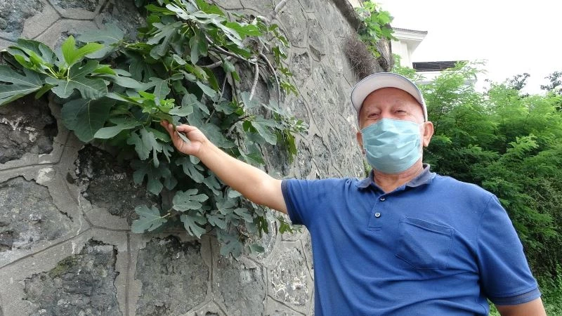 İstinat duvarını delen incir ağaçları meyve verdi
