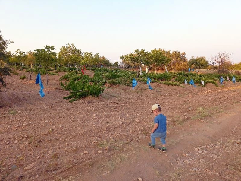 Üzümlerini domuzlardan böyle koruyor
