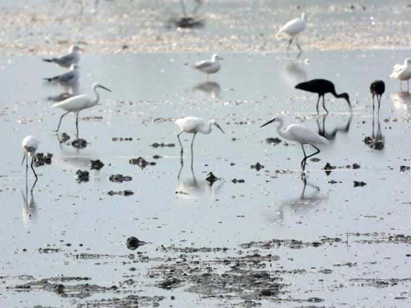 ’Mileyha’ sulak alan ilan edildi
