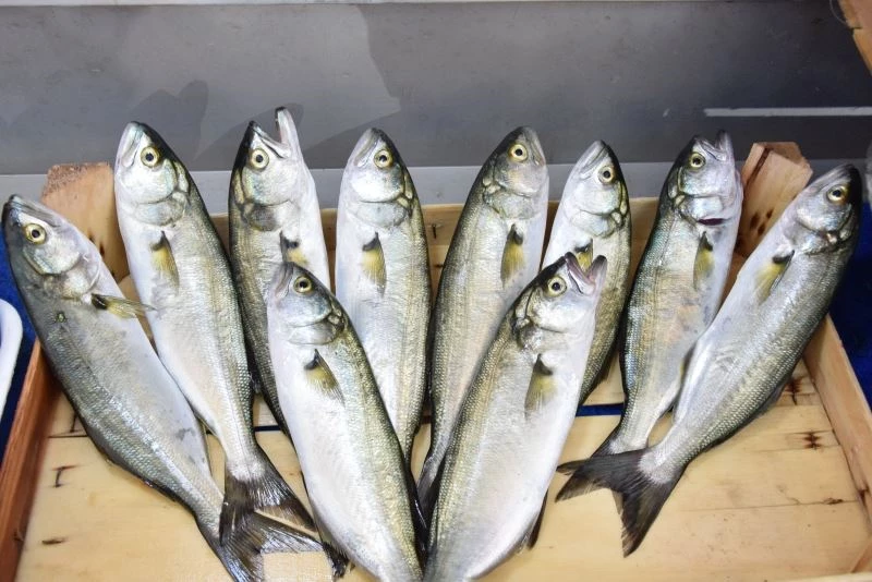 Çanakkale’de lüferin kilosu 150 lira
