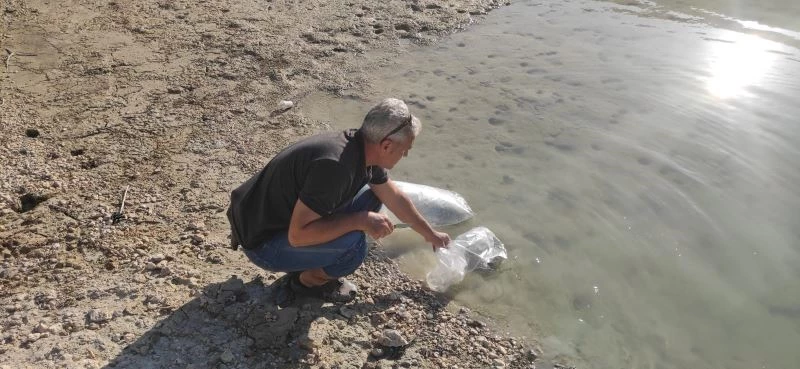 Mersin’deki su kaynaklarına 200 bin adet yavru sazan bırakıldı
