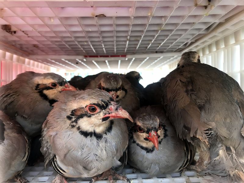 (Özel) Antalya’nın 640 mahallesinde 18 bin kınalı keklik doğaya salınıyor
