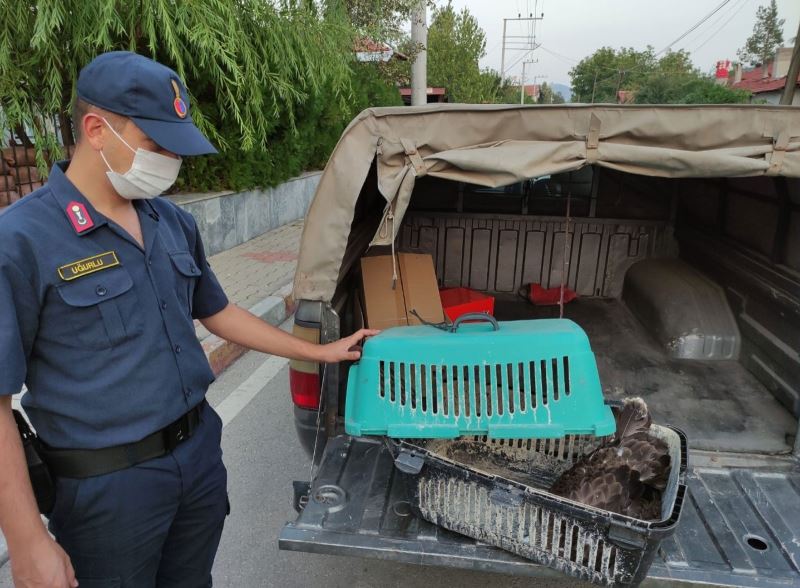 Jandarma ekipleri devriye sırasında buldukları yaralı kuşu etle besledi
