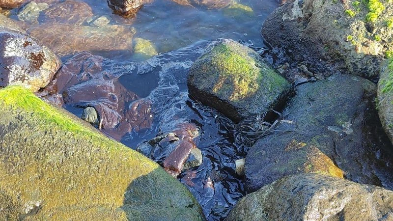 Hatay’da sahile vuran petrol atıklarına rağmen denizde yüzdüler

