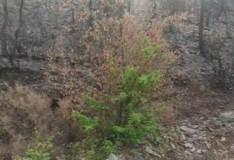 Küllerinden doğan ağaç, doğanın gücünü gözler önüne serdi
