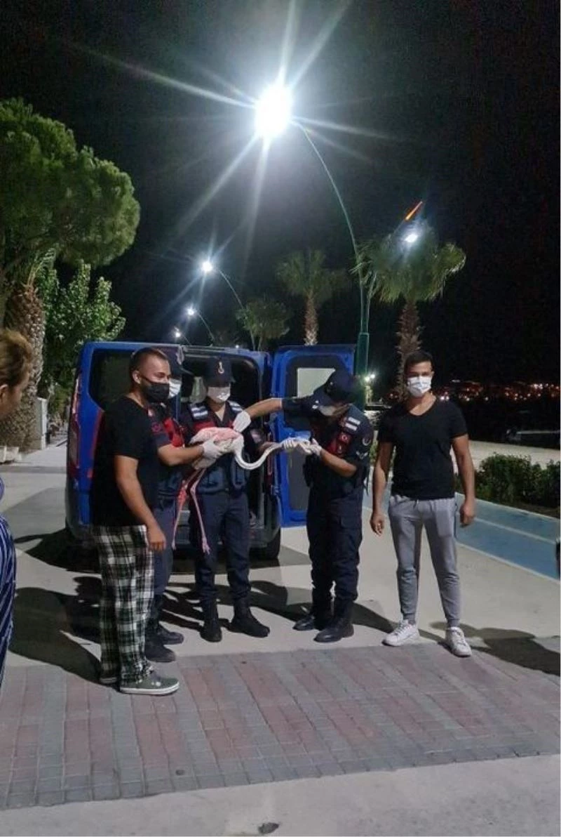 Vatandaşların bulduğu yaralı flamingo tedaviye alındı
