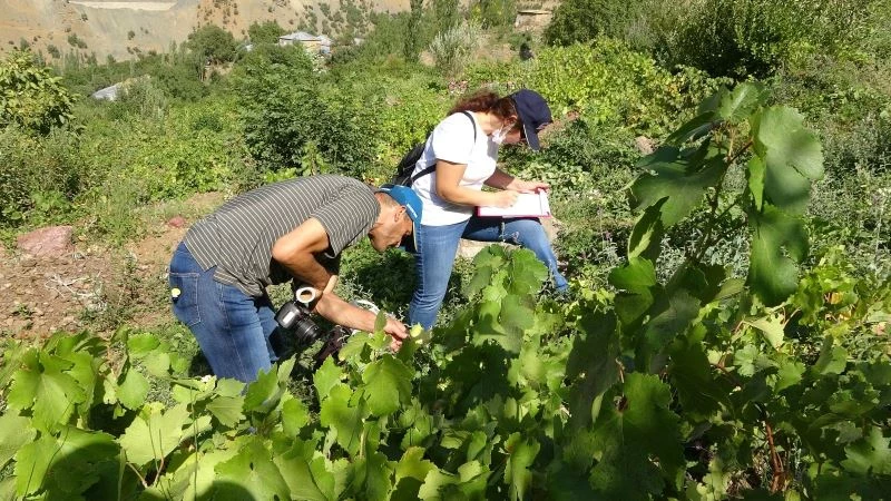 Yüksekova’daki yerli üzümler milli koleksiyon için kayıt altına alınıyor
