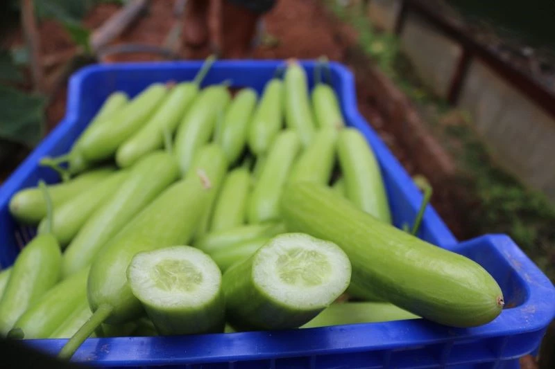 Ağustos’ta fiyatı en fazla artan ürün salatalık oldu
