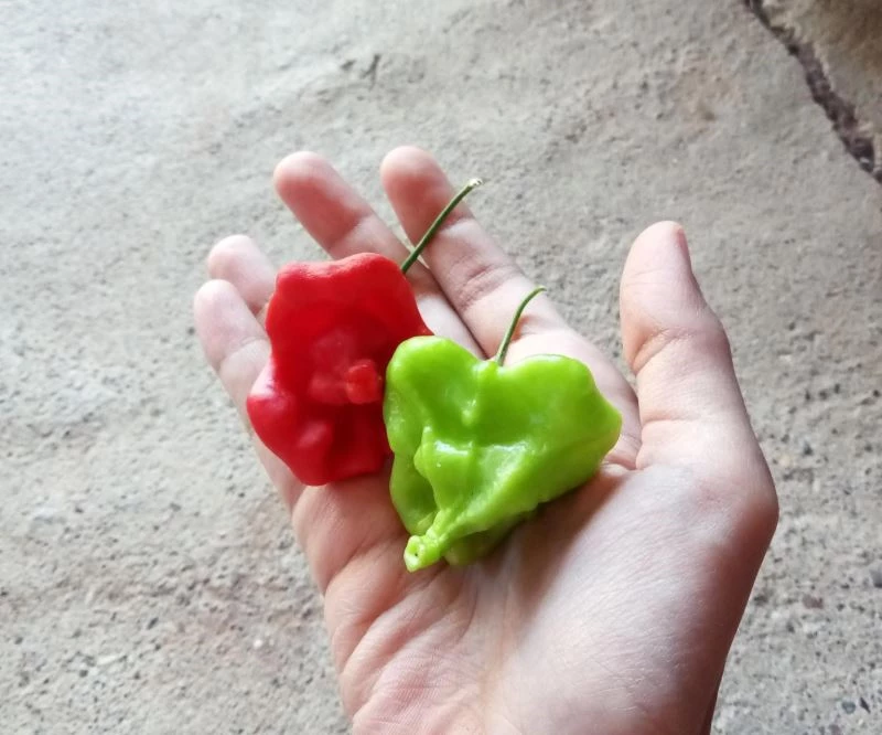 Gül şeklindeki biberler görenleri şaşırtıyor
