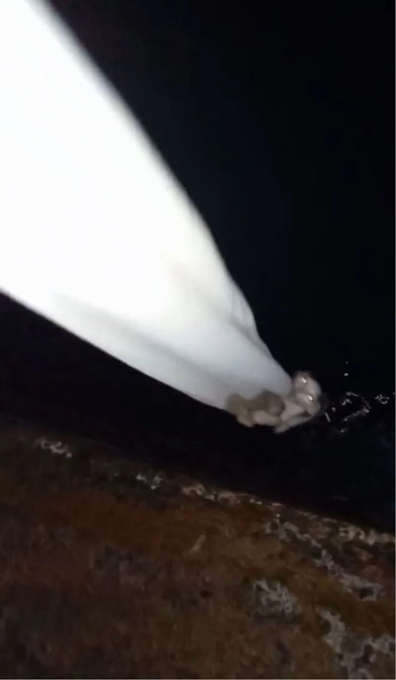 Denize düşen yavru kedi, güvenlik personelinin uzattığı bez parçasıyla hayata tutundu
