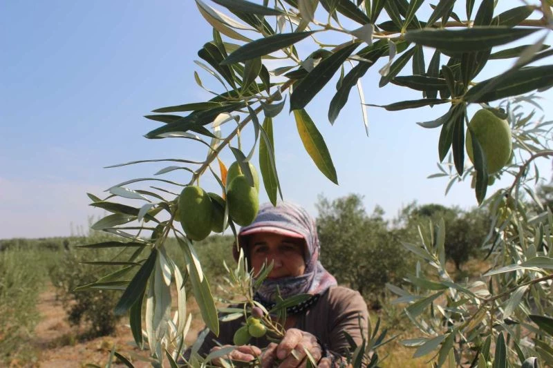 Manisa’da ’Domat ve Tekir’ zeytini hasadı başladı
