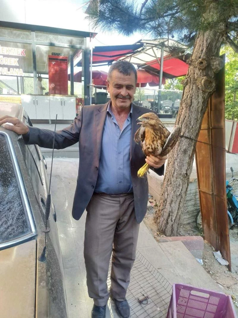 Yaralı vaziyette bulunan Kızıl şahin koruma altına alındı
