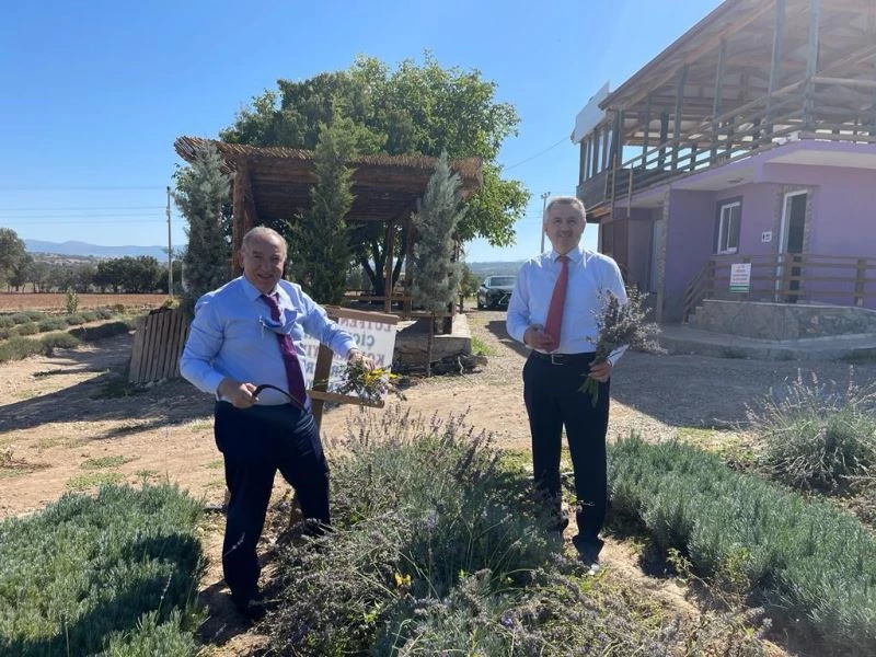 Büyükelçilerden lavanta hasadı
