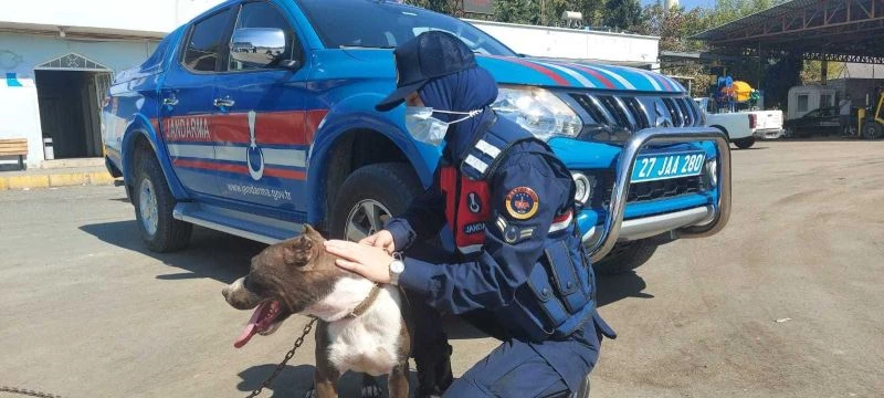 Zincirle otomobilin arkasına bağlanan köpeği jandarma kurtardı
