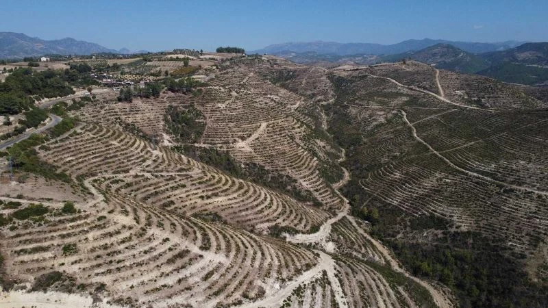 Adana’da yanan ormanlık alan yeşerdi
