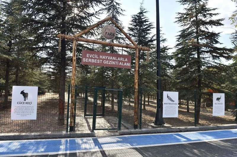 Gazi Park, yemyeşil doğası ve etkinlik alanlarıyla başkentlileri bekliyor
